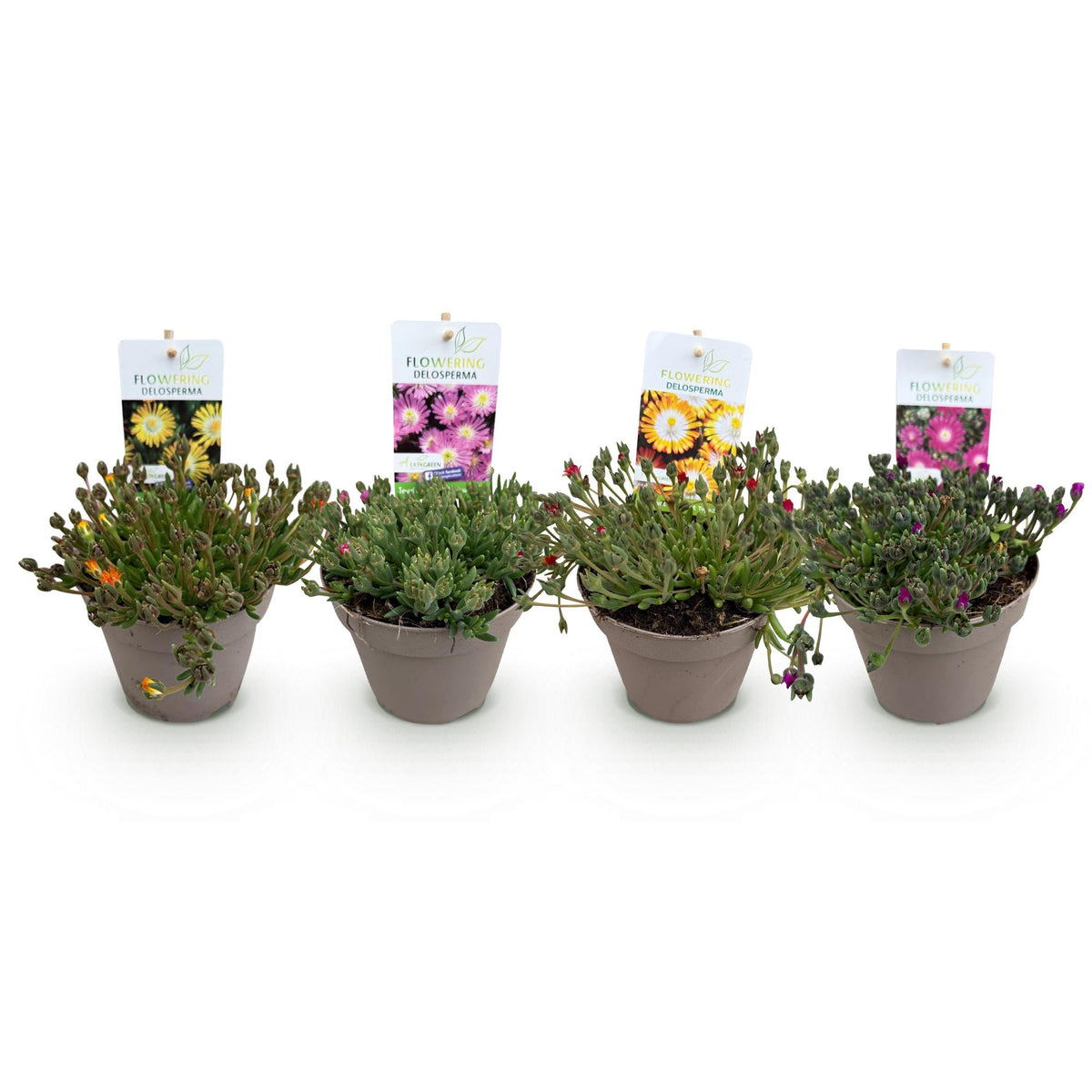 GreenboutiQ - Bodendecker - Winterhart - Delosperma Jewel of Dessert - 4 Pflanzen - Farben Rot - Orange - Lila - Rosa - Wenig Pflege - Topf 14cm Höhe 17cm 