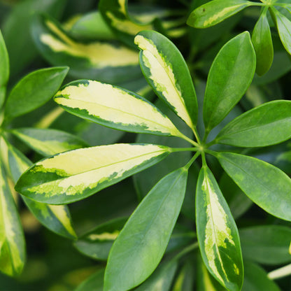 Green boutiQ - Zimmerpflanzen - Schefflera Gold Capelle - Fingerbaum - Wenig Pflege - mit Korb - Grün - Gold - 1 Pflanze - Topf 21cm - Höhe 70-81cm 