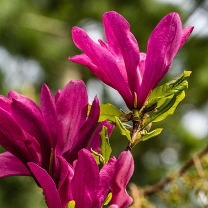 Purpur-Magnolie Magnolia Susan – Strauch – Blumen dunkelrosa – Wenig Pflege – 17 cm Höhe 45 cm – Frühjahrsblüher für Garten & Terrasse 