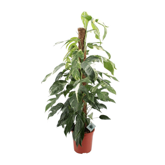 Efeutute - Epipremnum Pinnatum Albo Variegata - Zimmerpflanze - Ø24cm - ↕125cm 