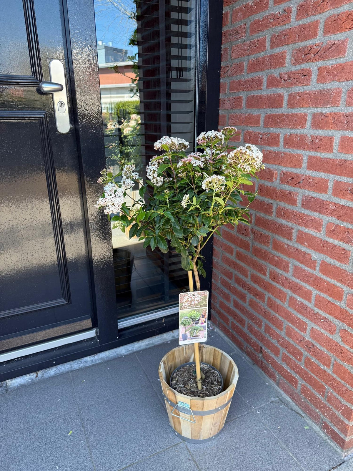 Viburnum tinus – Immergrüner Schneeball – Stamm-Pflanze – Ø19 cm – Höhe ca. 90 cm – Winterblüher – Pflegeleicht & robust – Für Terrasse, Balkon & Garten 