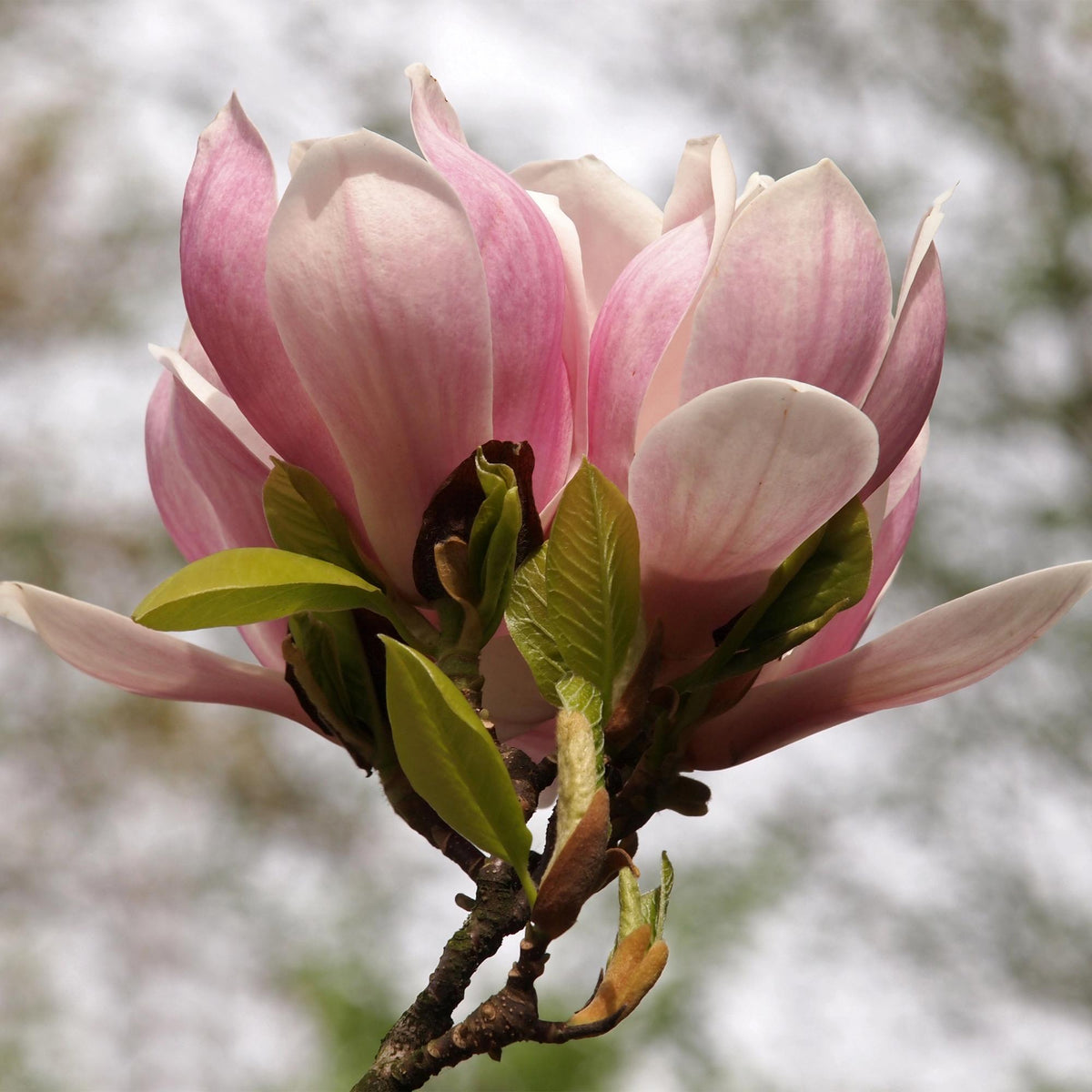 Tulpen-Magnolie Magnolia Soulangiana – Strauch/Baum – Blüten Hellrosa – Frühjahrsblüher – Pflegeleicht – 17cm Höhe 45cm – Für Garten & Terrasse 