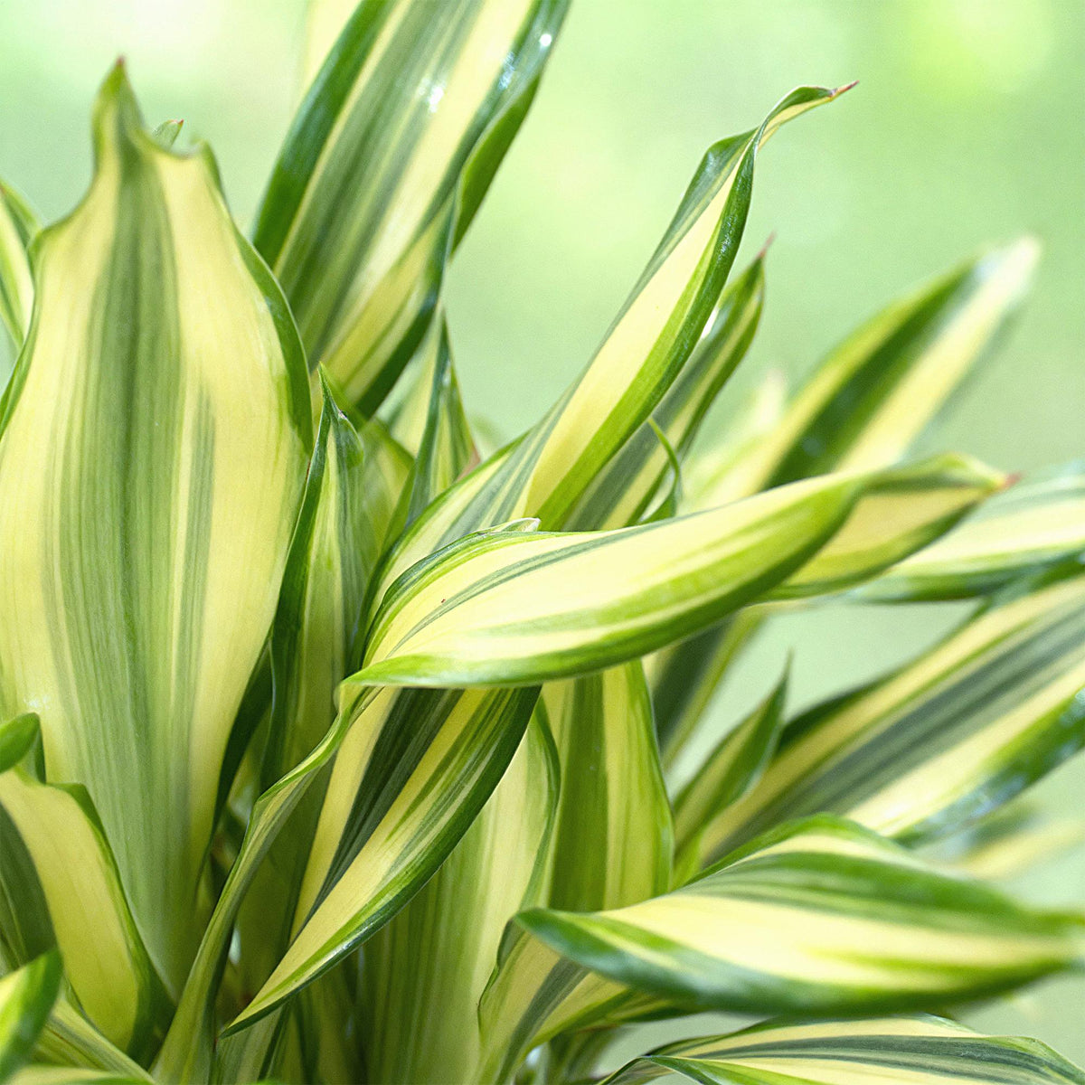Green boutiQ - Zimmerpflanzen - Dracaena fragrans Diamond Dream - Drachenbaum - Wenig Pflege - mit Korb - Bunt - 1 Pflanze - Topf 17cm - Höhe 50-55cm 
