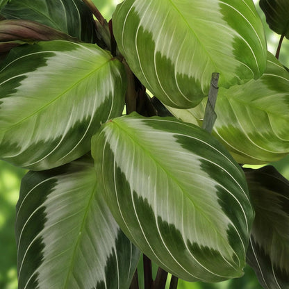 Green boutiQ - Zimmerpflanze - Maranta Fascinator Silverband - Gebetspflanze - Haustierfreundliche Pflanze - Grün - 2 Pflanzen - mit Potter Weiß - Topf 12cm - Höhe 25cm 