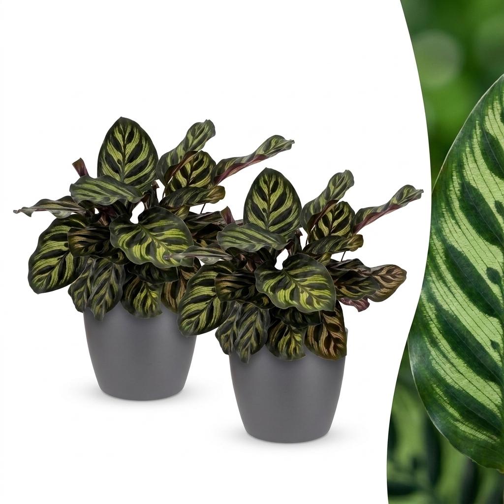 Pfauenpflanze – Calathea makoyana – Topf Ø12cm – Höhe 25cm – mit Korb – Dekorative Zimmerpflanze