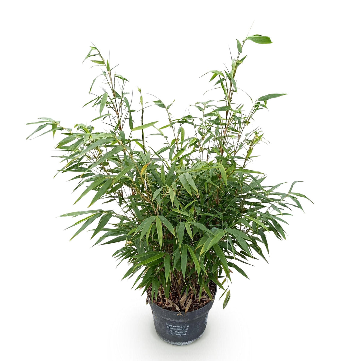 Bambus Fargesia robusta Pingwu immergrüner nicht invasiver Gartenbambus grüne Sichtschutz Pflanzen, 14cm 35cm hoch 