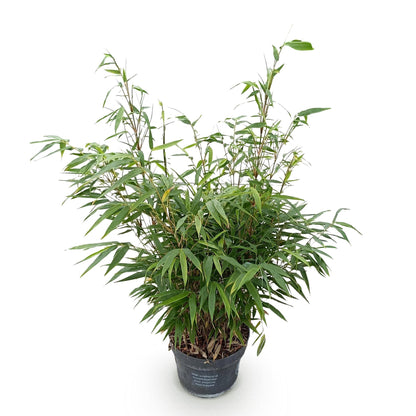 Bambus Fargesia robusta Pingwu immergrüner nicht invasiver Gartenbambus grüne Sichtschutz Pflanzen, 14cm 35cm hoch 