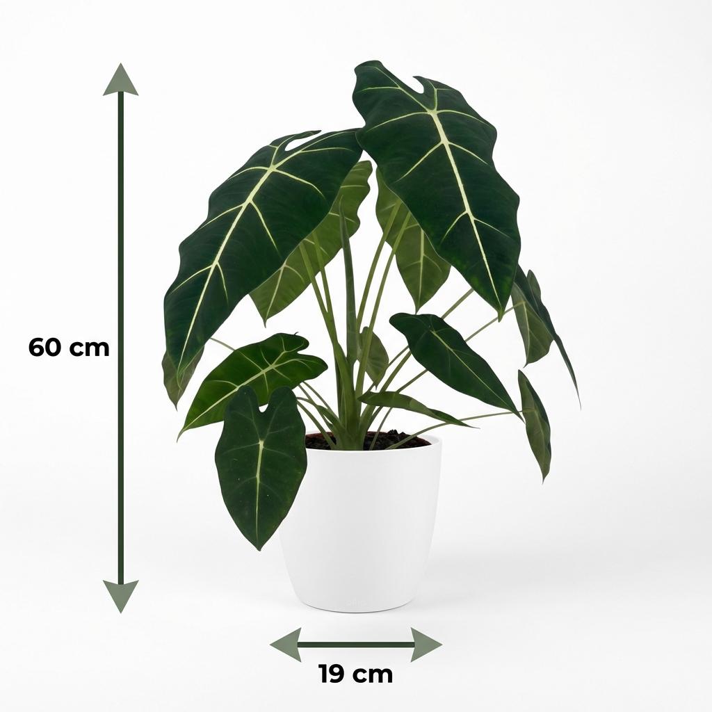 Green boutiQ - Zimmerpflanze - Elefantenohr - Alocasia Frydek - Grün - Pflegeleicht - 1 Pflanze - mit weißem Übertopf - Topf 19cm - Höhe 60cm 