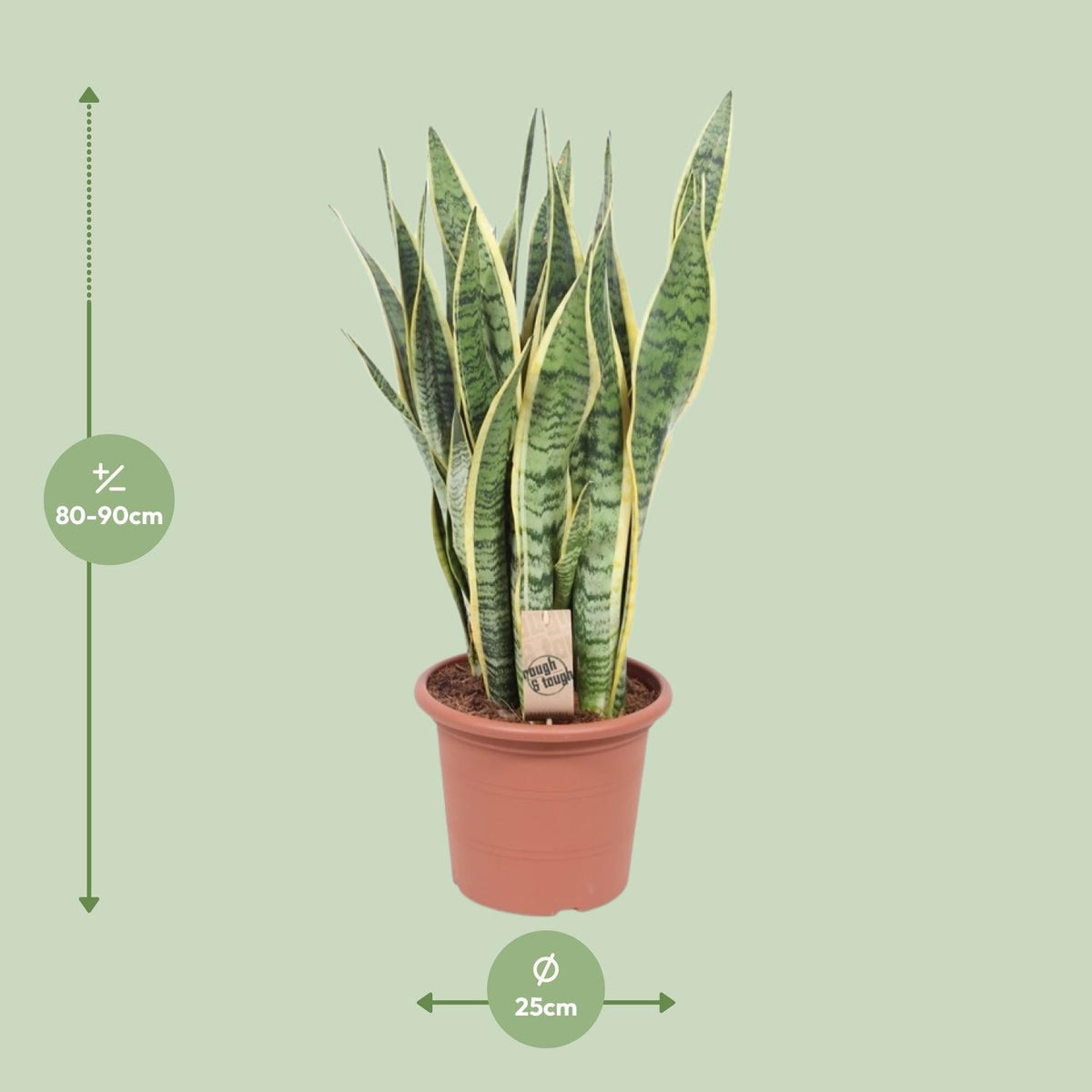 Bogenhanf - Sansevieria Trifasciata Laurentii - Zimmerpflanze - Ø25cm - ↕85cm 