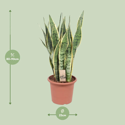 Bogenhanf - Sansevieria Trifasciata Laurentii - Zimmerpflanze - Ø25cm - ↕85cm 