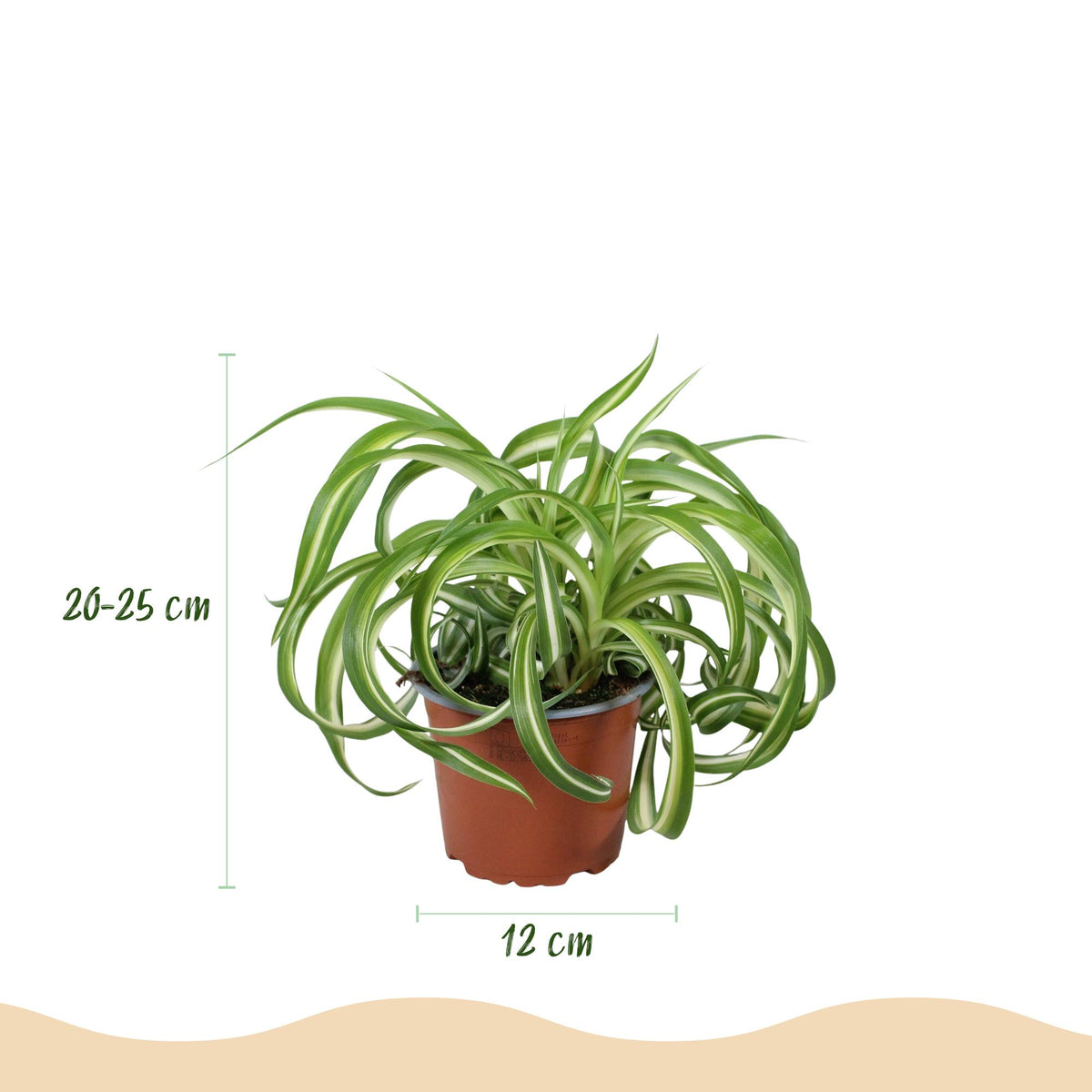 Grünlilie Chlorophytum comosum Bonnie Lockige Graslilie – Haustierfreundliche Zimmerpflanze im 12cm Topf – Höhe ca.20cm – Pflegeleichte Luftreinigende Grünpflanze - Oasis of Life