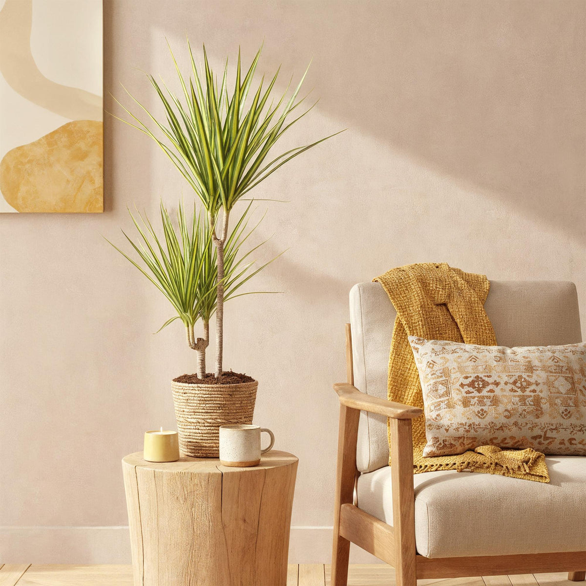 Green boutiQ - Zimmerpflanzen - Dracaena Sunray - Drachenbaum - Wenig Pflege - mit Korb - Grün - Gelb - 1 Pflanze - Topf 17cm - Höhe 70-75cm 
