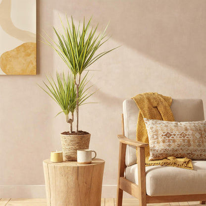 Green boutiQ - Zimmerpflanzen - Dracaena Sunray - Drachenbaum - Wenig Pflege - mit Korb - Grün - Gelb - 1 Pflanze - Topf 17cm - Höhe 70-75cm 