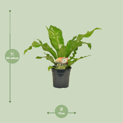 Nestfarn - Asplenium Nidus - Zimmerpflanze - Ø17cm - ↕60cm 