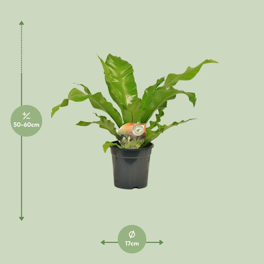 Nestfarn - Asplenium Nidus - Zimmerpflanze - Ø17cm - ↕60cm 