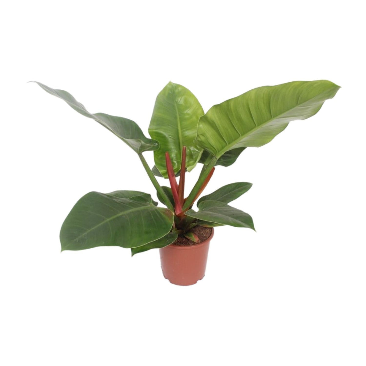 Baumfreund - Philodendron Imperial Green - Zimmerpflanze - Ø17cm - ↕60cm 