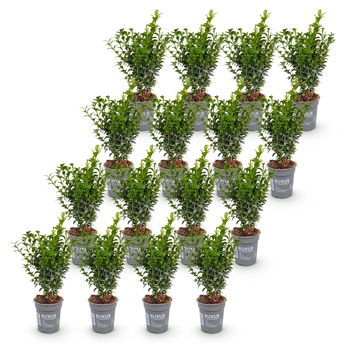 Buchsbaum – Buxus sempervirens – 16 Heckenpflanzen – Topf Ø9cm – Höhe 20-25cm – Winterhart & immergrün – Ansicht 2