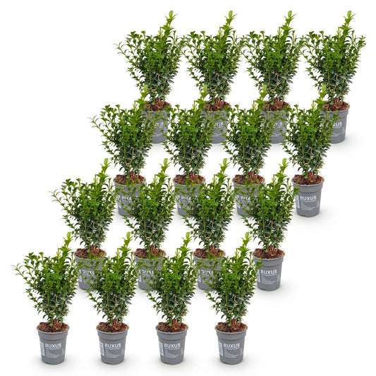 Buchsbaum – Buxus sempervirens – 16 Heckenpflanzen – Topf Ø9cm – Höhe 20-25cm – Winterhart & immergrün – Ansicht 2