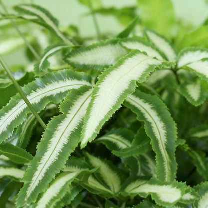Green boutiQ - Zimmerpflanze - Pteris cretica Albolineata - Streifenfarn - Haustierfreundlich - Bunt - 2 Pflanzen - Topf 12cm - Höhe 28-30cm 