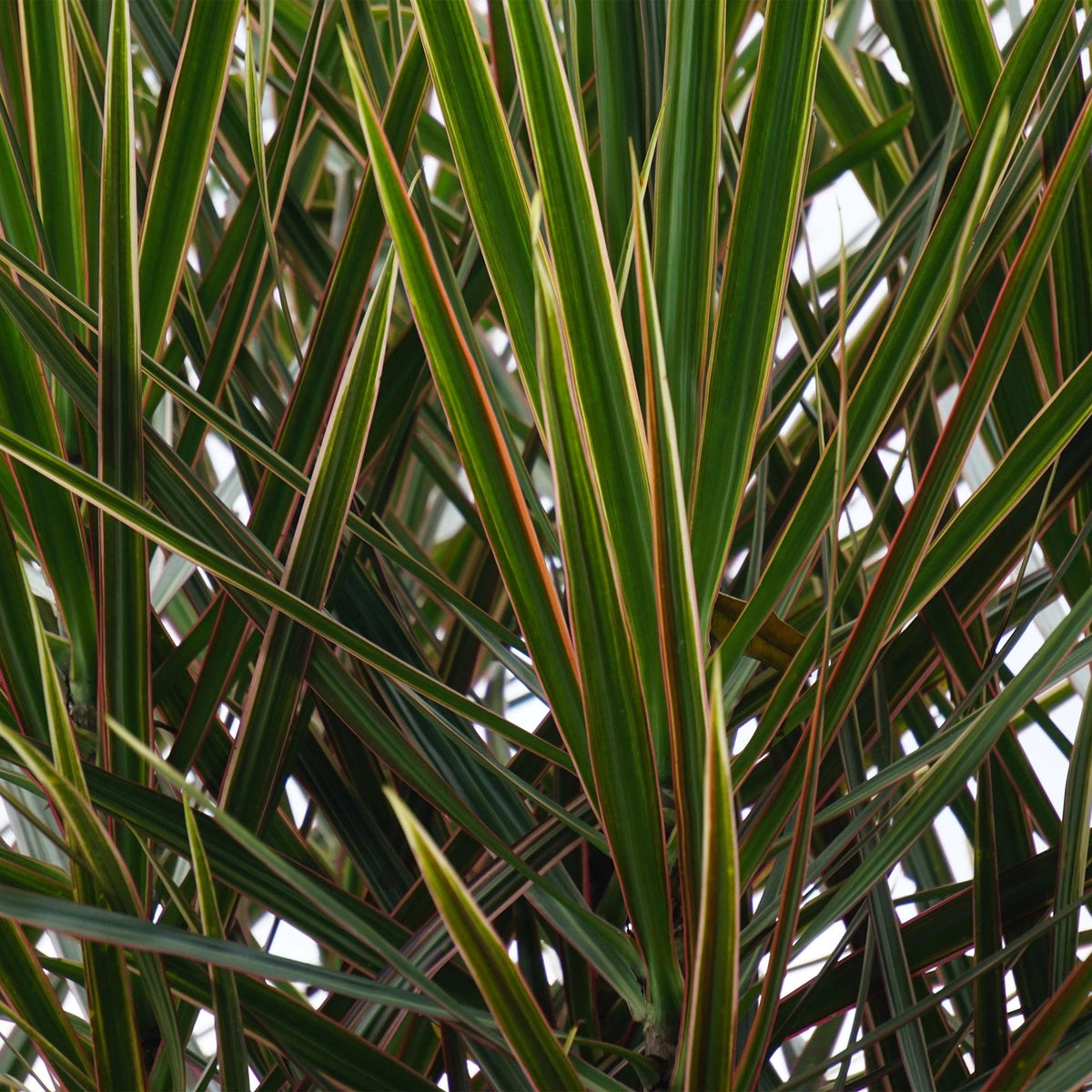Green boutiQ - Zimmerpflanzen - Dracaena Marginata - Drachenbaum - Wenig Pflege - mit Korb - Grün - 1 Pflanze - Topf 17cm - Höhe 70-80cm 
