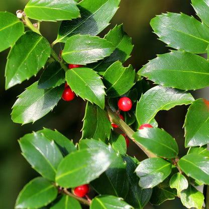 Ilex meserveae 'Blue Maid' – Immergrüne Stamm-Pflanze – Ø19 cm – Höhe ca. 90 cm – Terrassenpflanze & Gartenpflanze – Pflegeleicht & wetterfest 