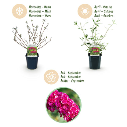 Green boutiQ - Garden Plant - Buddleja davidii Royal Red - Butterfly Bush - Winter Hardy - Red - 3 Plants - Pot 17cm - Height 45cm 