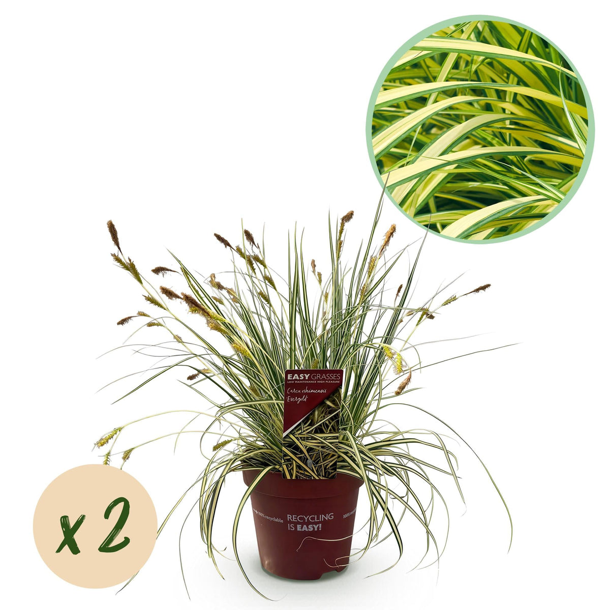 Ziergras Carex oshimensis 'Evergold' – Immergrün – 2 Pflanzen – Ø17 cm – Höhe 50 cm – Gelb-Grün gestreift – Pflegeleicht – Für Sonne & Schatten – Beet, Balkon & Kübel 