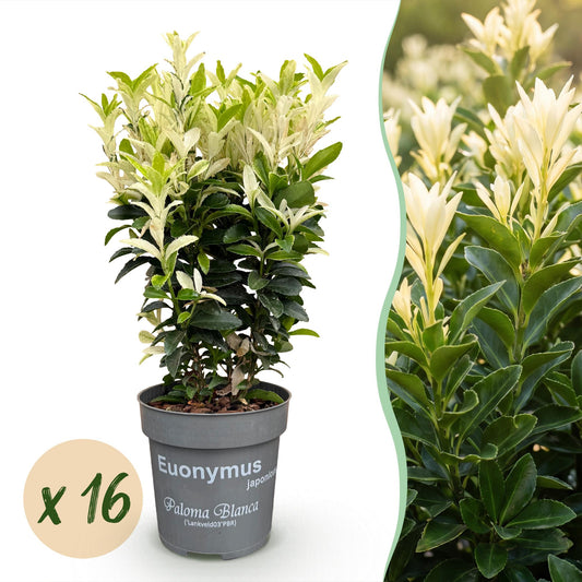 Spindelstrauch 'Paloma Blanca' – Euonymus japonicus 'Paloma Blanca' – 16 Heckenpflanzen – Topf Ø9cm