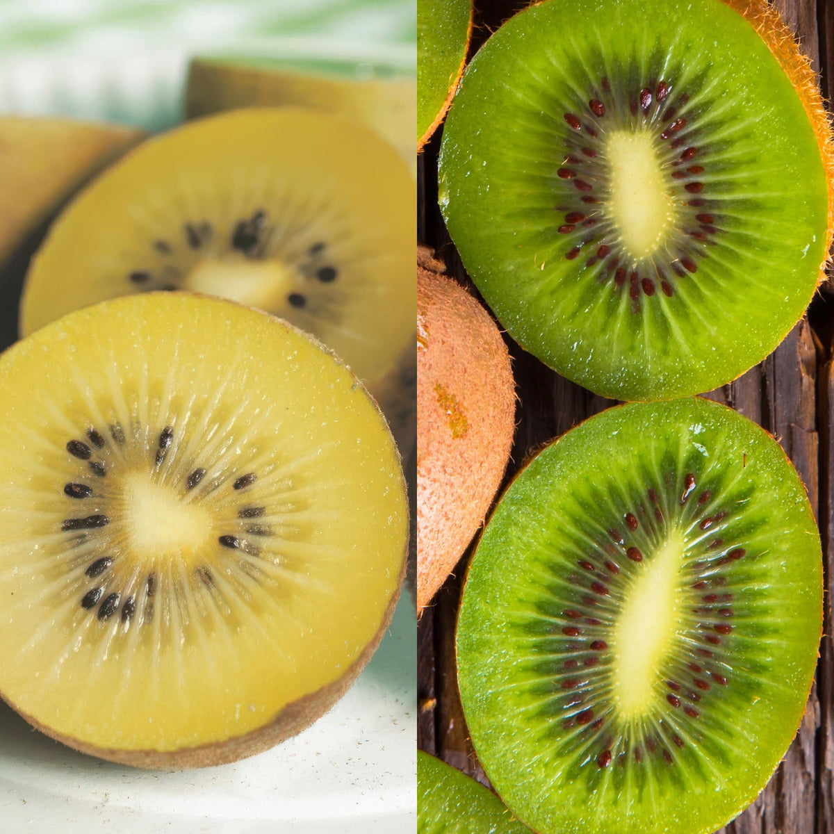 Obstpflanzen Grüne Kiwi 'Jenny' & Goldene Kiwi – 2 Pflanzen – 15cm – Höhe 50cm – Süße, vitaminreiche Früchte – Pflegeleicht & winterhart 