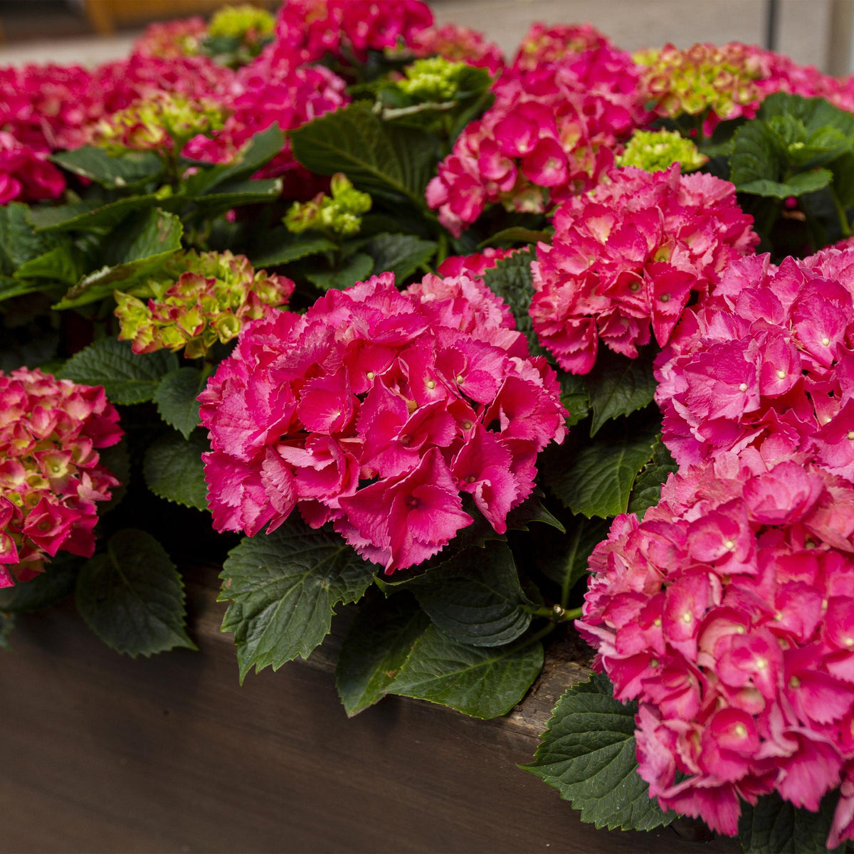 Green boutiQ - Gartenpflanze - Hydrangea macrophylla Rot - Hortensie - Winterhart - Rot - 1 Pflanze - Topf 12cm - Höhe 20-30cm 