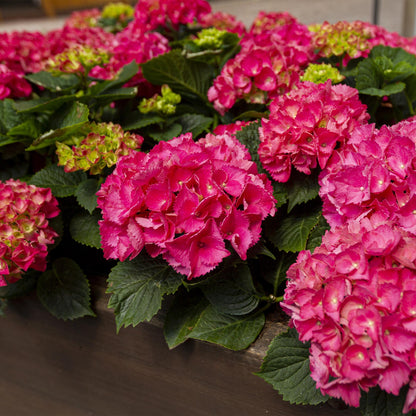 Green boutiQ - Gartenpflanze - Hydrangea macrophylla Rot - Hortensie - Winterhart - Rot - 1 Pflanze - Topf 12cm - Höhe 20-30cm 