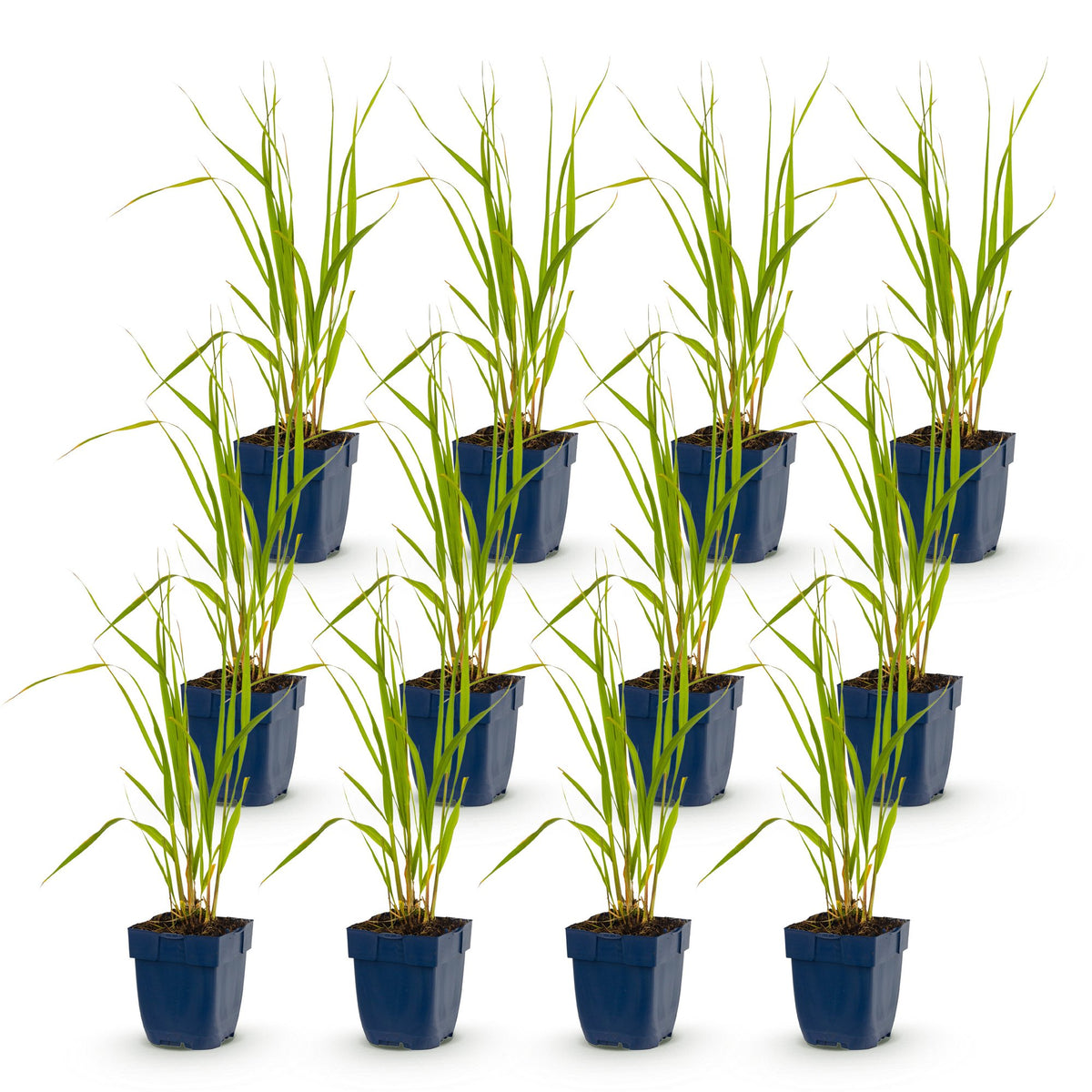 Pfeifengras 'Heidebraut' – Molinia caerulea 'Heidebraut' – 12 Pflanzen – Topf Ø11cm – Ansicht 2
