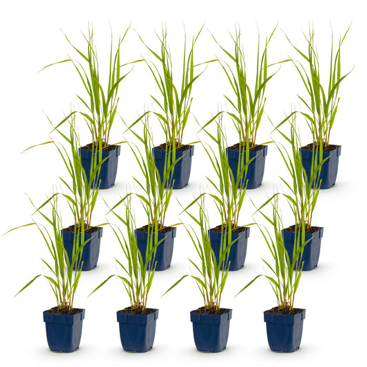Pfeifengras 'Heidebraut' – Molinia caerulea 'Heidebraut' – 12 Pflanzen – Topf Ø11cm – Ansicht 2