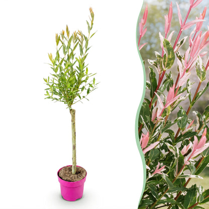 Flamingo-Weide – Salix 'Flamingo' – Topf Ø17cm – Höhe 70-80cm