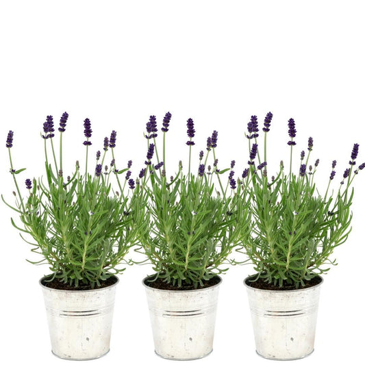 Echter Lavendel Lavandula angustifolia Felice – 3 Pflanzen – Duftender Lavendel im Dekotopf „Old Look“ – Ø13 cm – Winterhart – Für Balkon, Terrasse & Garten 