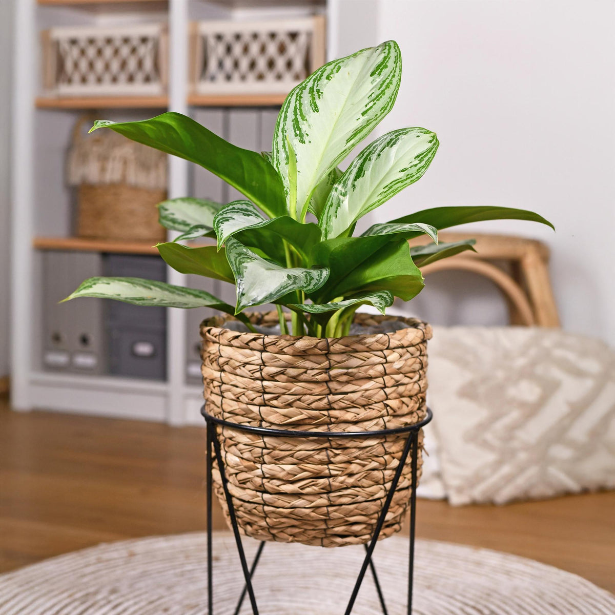 Green boutiQ - Zimmerpflanzen - Aglaonema Silver Bay - Silberblatt - Wenig Pflege - Silber - 1 Pflanze - Topf 17cm - Höhe 70-75cm 