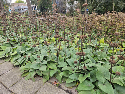 Russel Brandkraut Phlomis russeliana – ↕10-25cm – Ø9cm – Winterhart & Bienenfreundlich – Ansicht 41