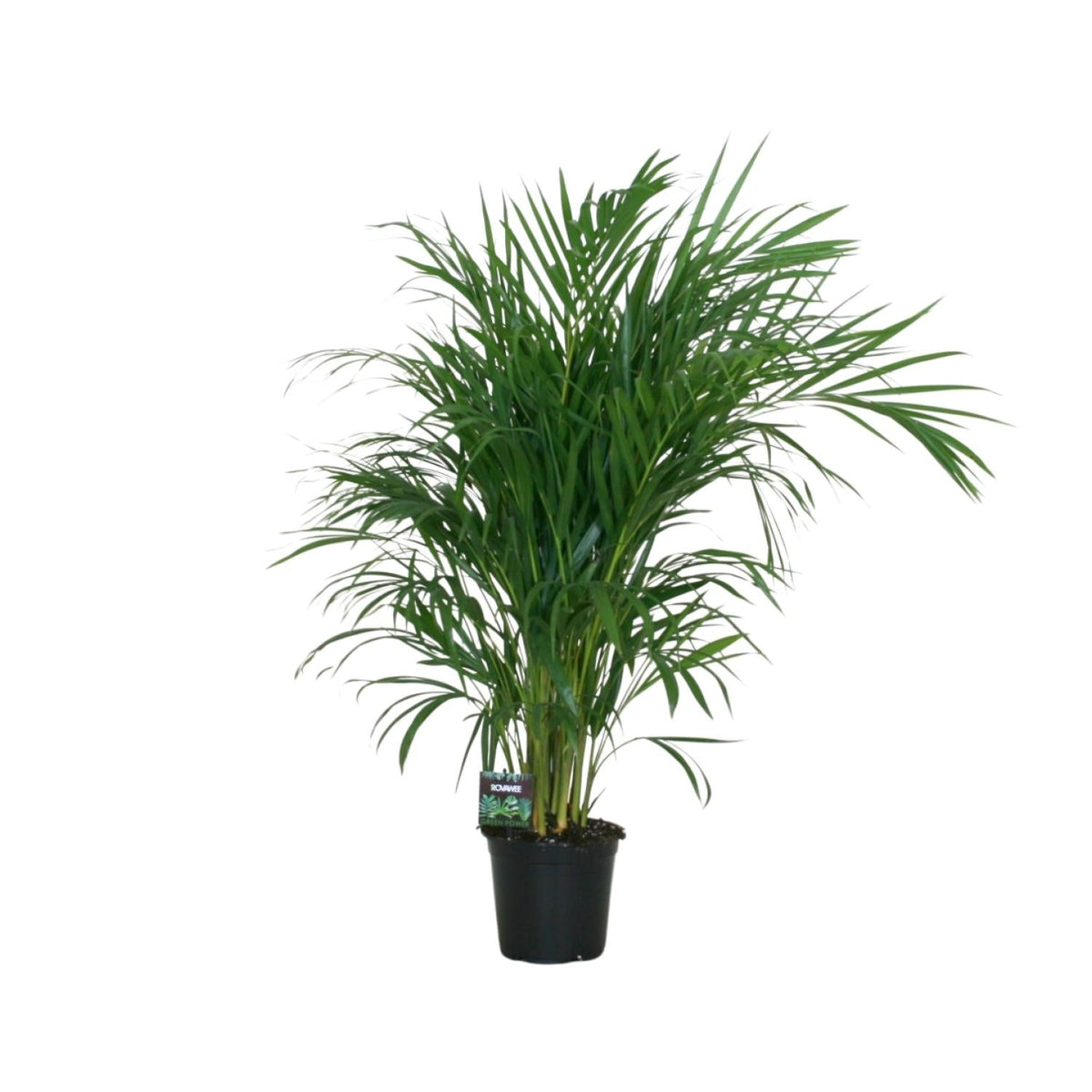 Goldfruchtpalme – Dypsis lutescens – Zimmerpflanze – Luftreinigende Bambuspalme – ca. 100–120 cm hoch – Ø19 cm Topf – Tropisches Raumgrün für Wohnung & Büro 