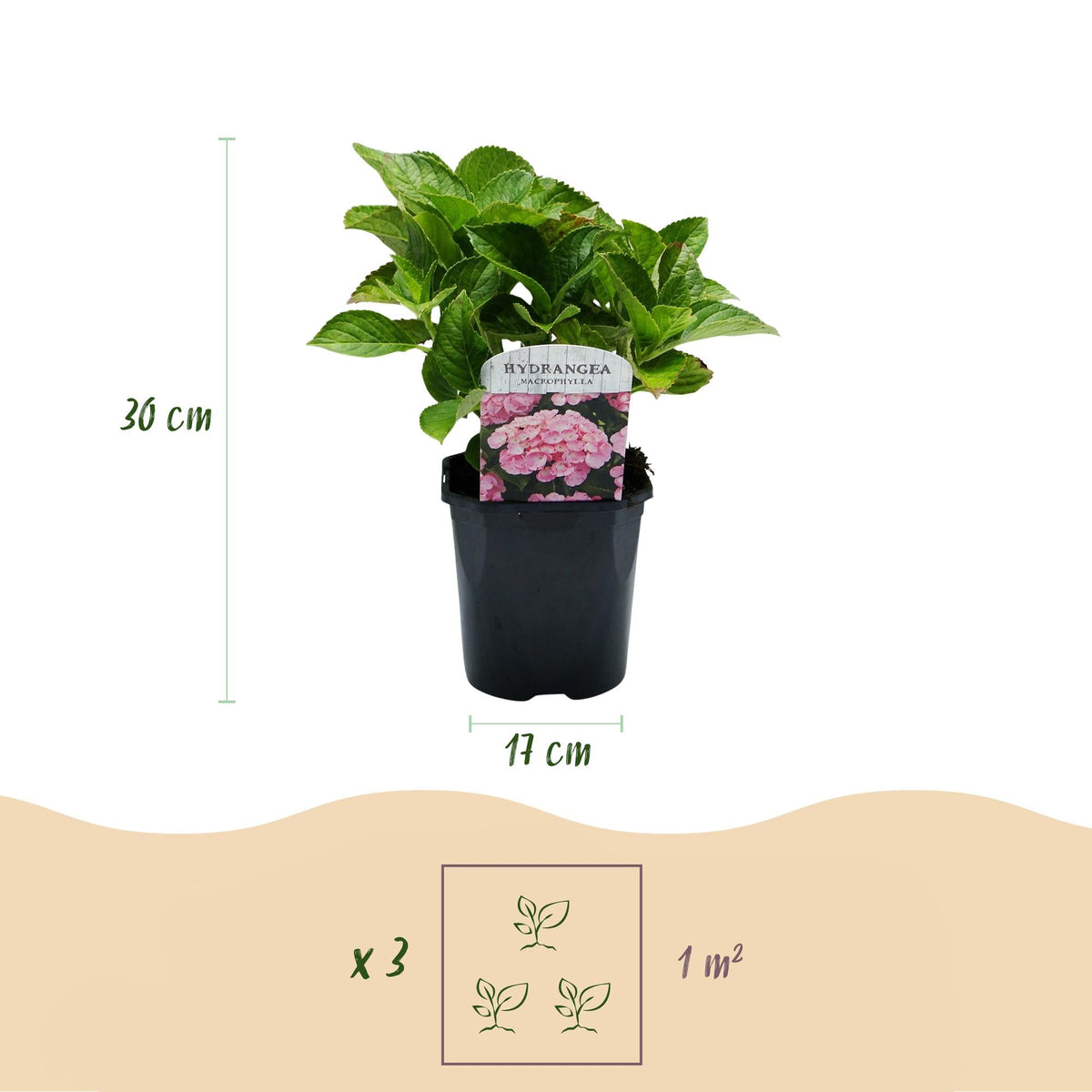 Hortensie – Hydrangea macrophylla Rosa – Blüte Rosa – Ø17cm – ↕30cm – Blühpflanze für Garten & Topf – Pflegeleicht & Laubabwerfend 