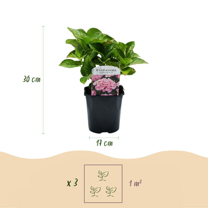 Hortensie – Hydrangea macrophylla Rosa – Blüte Rosa – Ø17cm – ↕30cm – Blühpflanze für Garten & Topf – Pflegeleicht & Laubabwerfend 