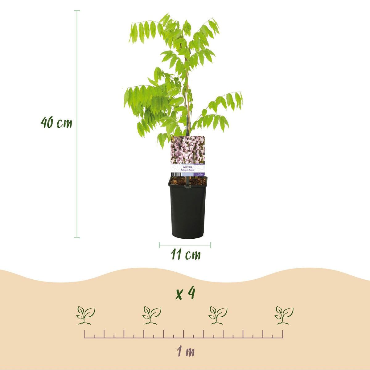 Kletterpflanze Wisteria floribunda Rosea – Rosa Blütentrauben – Frühling – 11 cm x H40 cm – Pflegeleicht – Für Garten, Pergola & Zaun 