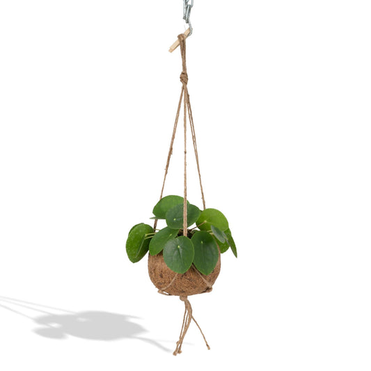 Kokodama Pilea Peperomiodes - Ø15cm - ↕20cm 