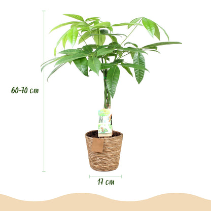 Pachira Aquatica Geflochtener Stamm – Glückskastanie – 2 Pflanzen im Korb – Höhe ca.60–70cm – Pflegeleichte Zimmerpflanze – Grün – Ideal für Wohnzimmer Büro 