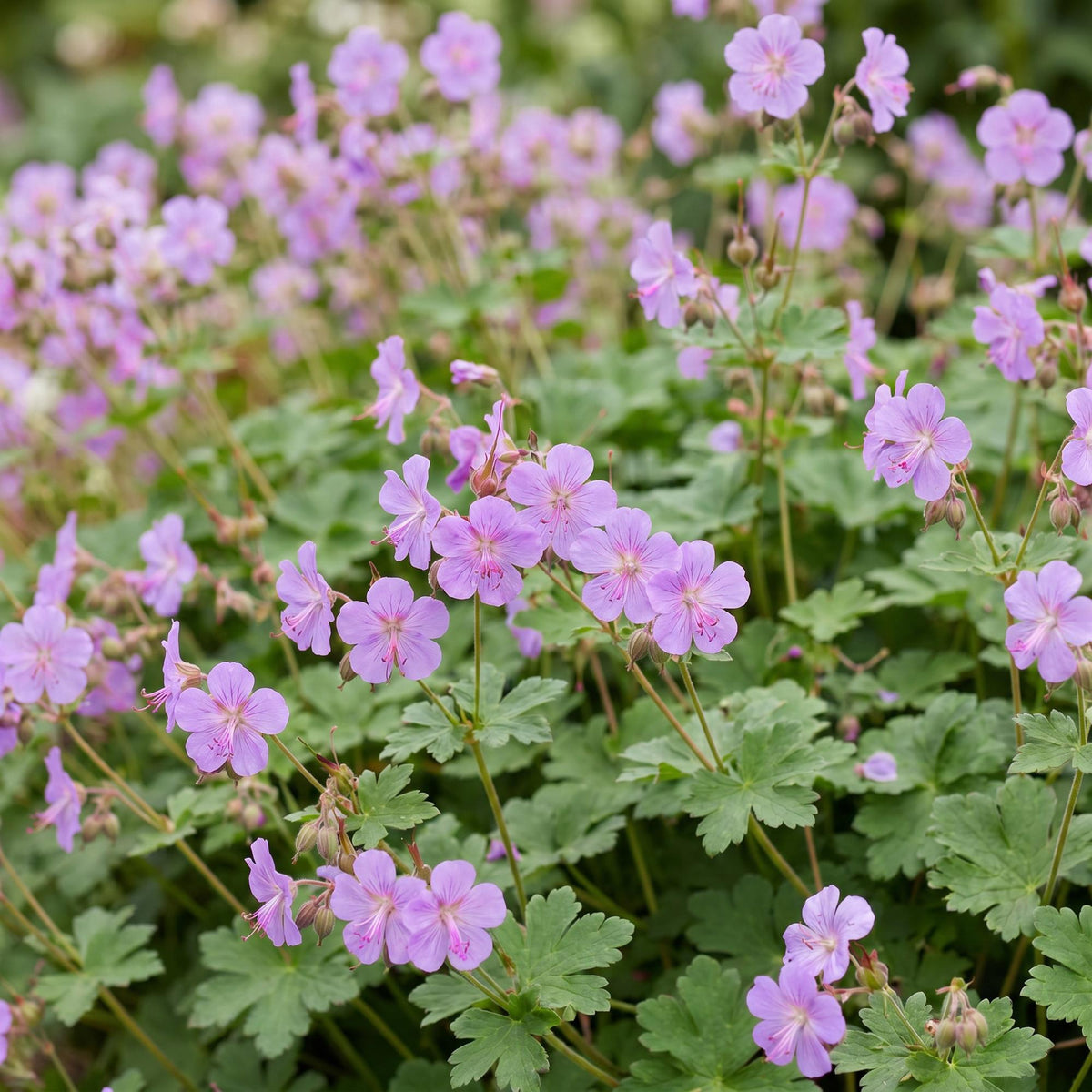 Storchschnabel 'Czakor' – Geranium macrorrhizum 'Czakor' – 6 Pflanzen – Topf Ø11cm – Ansicht 5