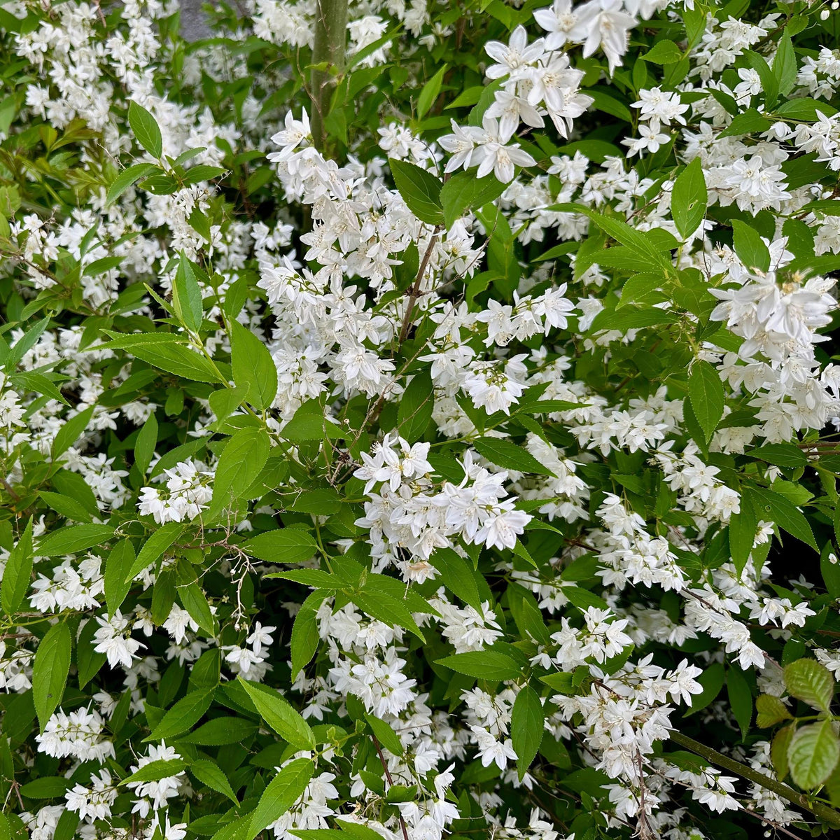 Deutzia Gracilis – Zierlicher Strauch – Blüte Weiß – Bienen- & Schmetterlingsfreundlich – 17 cm x H45 cm – pflegeleicht 