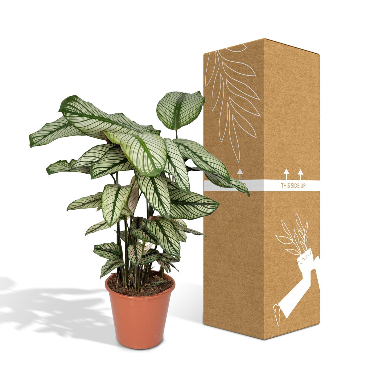 Calathea Whitestar – Ø19cm x H50cm – Tropische Zimmerpflanze mit lebendigem Blattspiel – Luftreinigend & pflegeleicht – Im Pflanztopf – Ideal für halbschattige Standorte 