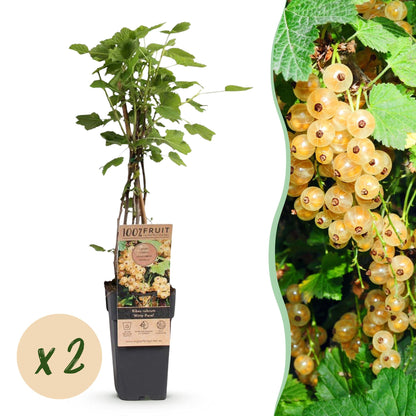 Green boutiQ - Fruit Plant - Ribes rubrum Witte Parel - Berry Plant - Hardy - White Currant - 2 Plants - Pot 15cm - Height 50cm 