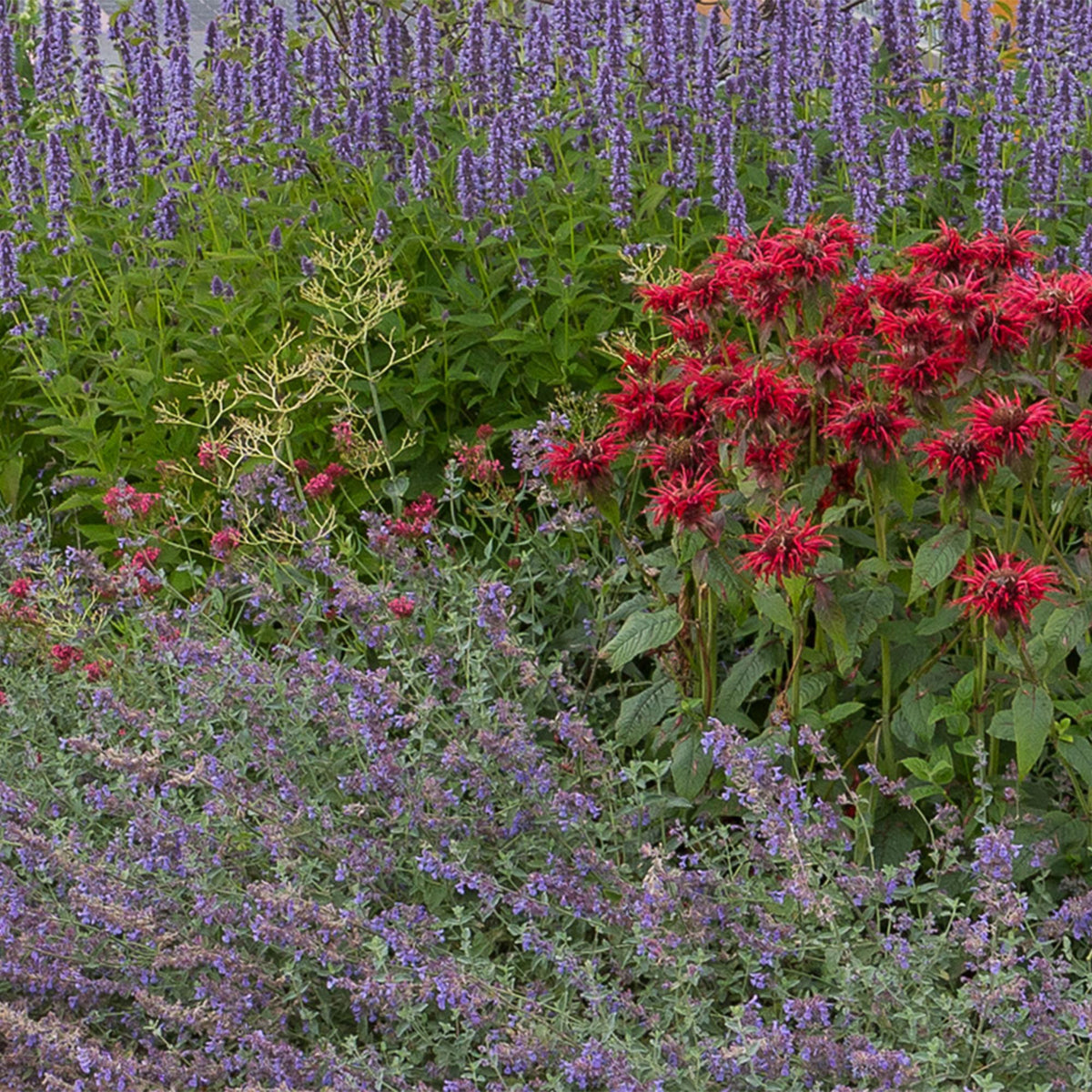 Staudenset – Duftende Blumen – 24 Stauden Ø11cm – Für ca. 3 m² – Bienenfreundlich & pflegeleicht – Verschiedene Farben & Blütezeiten – Ideal für sonnige Beete 