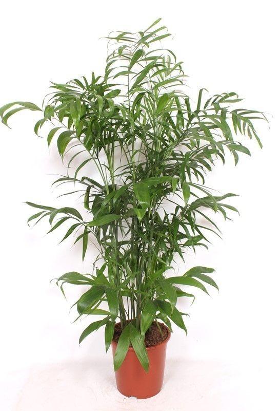 Chamaedorea Seifrizii - 170 cm 
