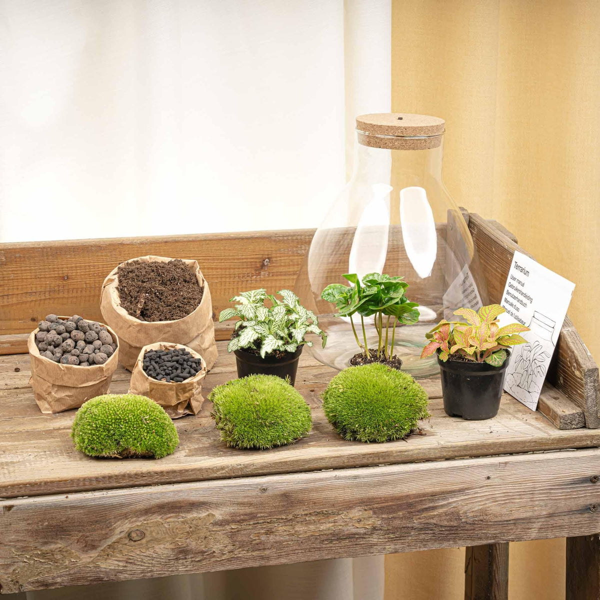 Flaschengarten Sam mit LED – DIY Bausatz Terrarium – ↕30cm – Do-It-Yourself Pflanzen-Set mit LED-Beleuchtung & Korkdeckel – Autarkes Ökosystem – Inkl. Coffea & Fittonia – Für Wohnung & Büro 